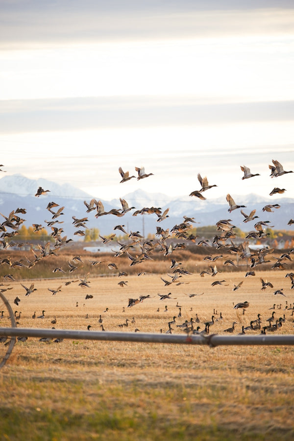 Waterfowl