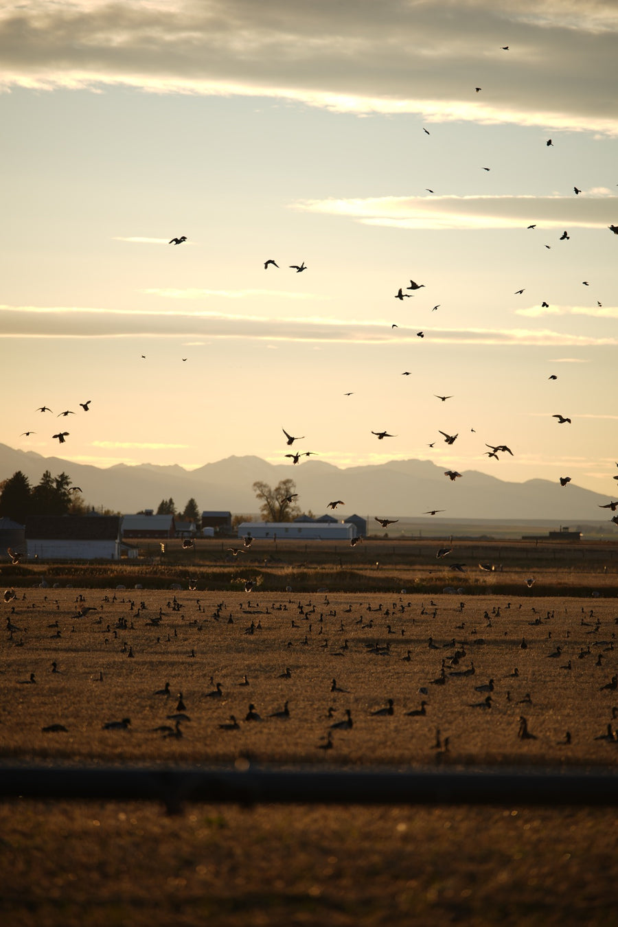 Ducks working over a stubble field in warm early morning light