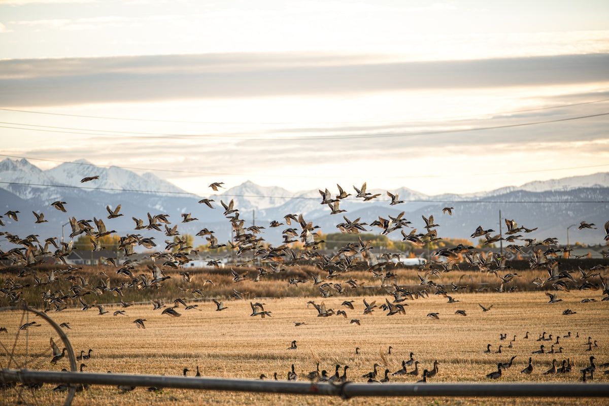 Mallards flushing off a stubble field with snowcapped mountains behind at first light